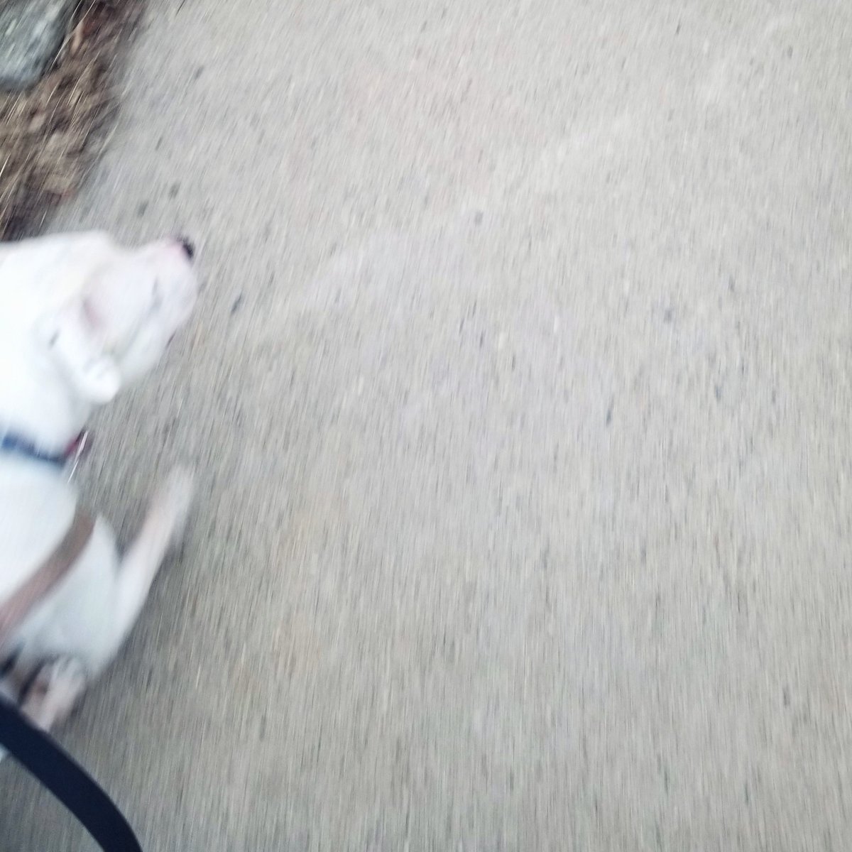 White pibble runs on a gray sidewalk. She's wearing a pink harness and is on a black leash.