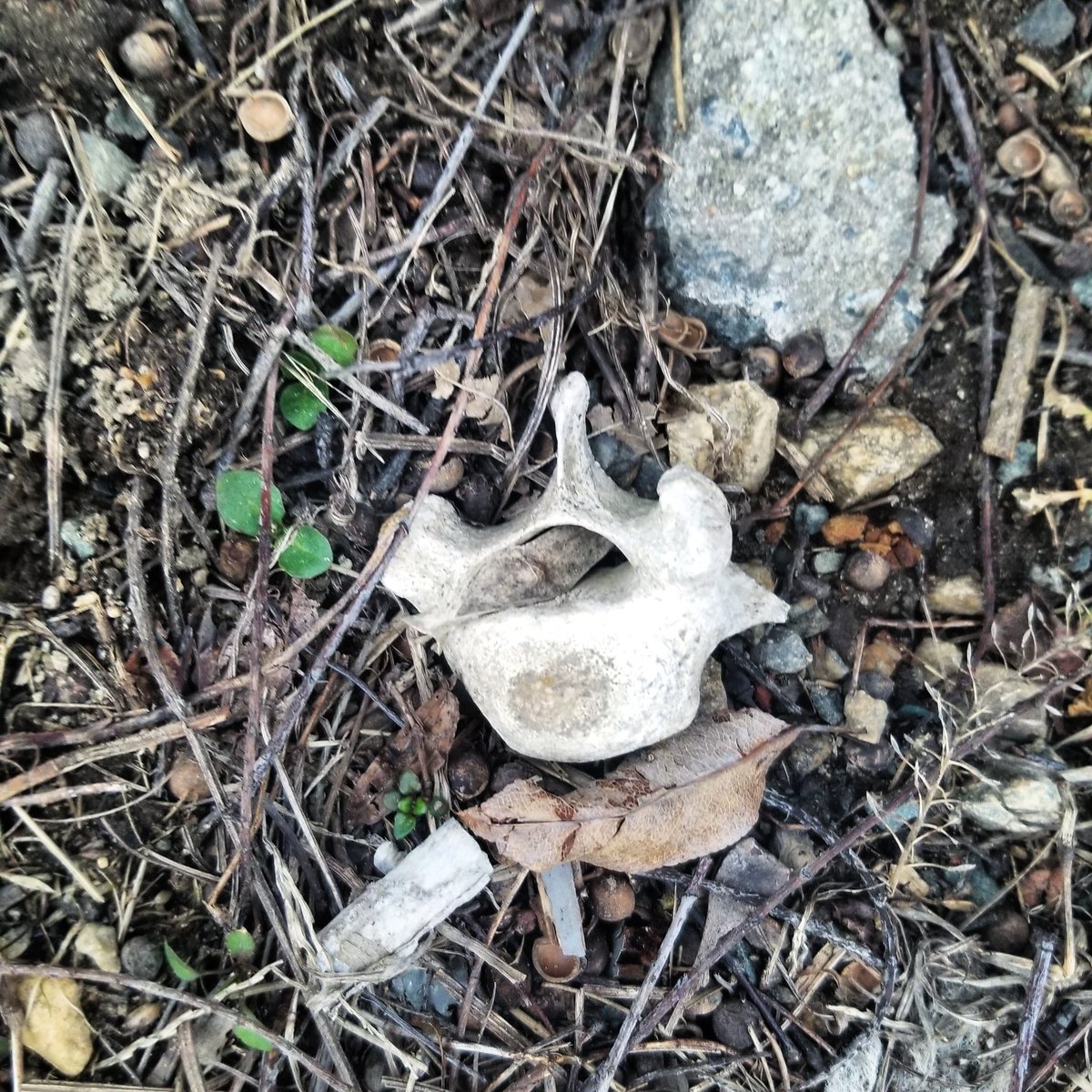 Bone sits on the ground surrounded by rocks and twigs.