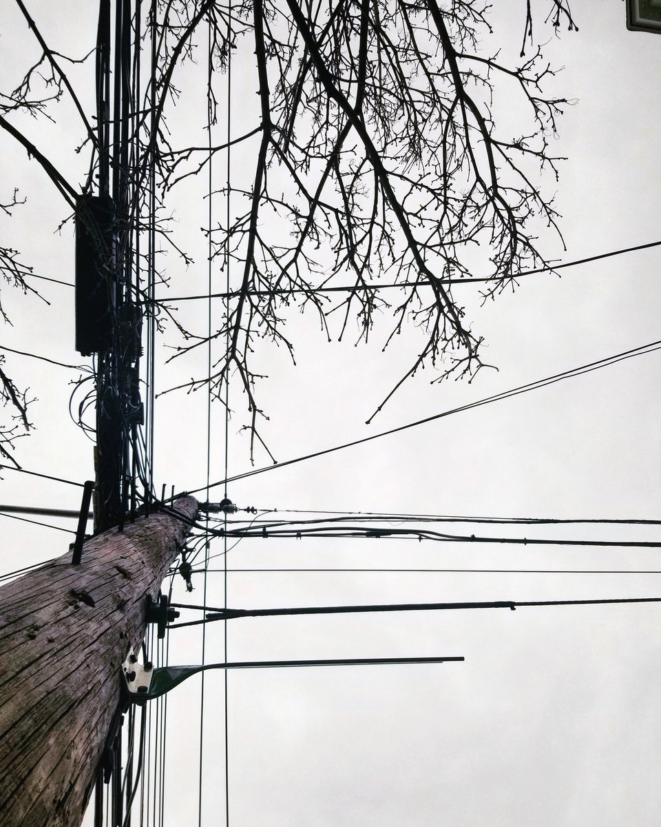 Bare tree branches, powerlines, and street signs intersect, as seen from below.