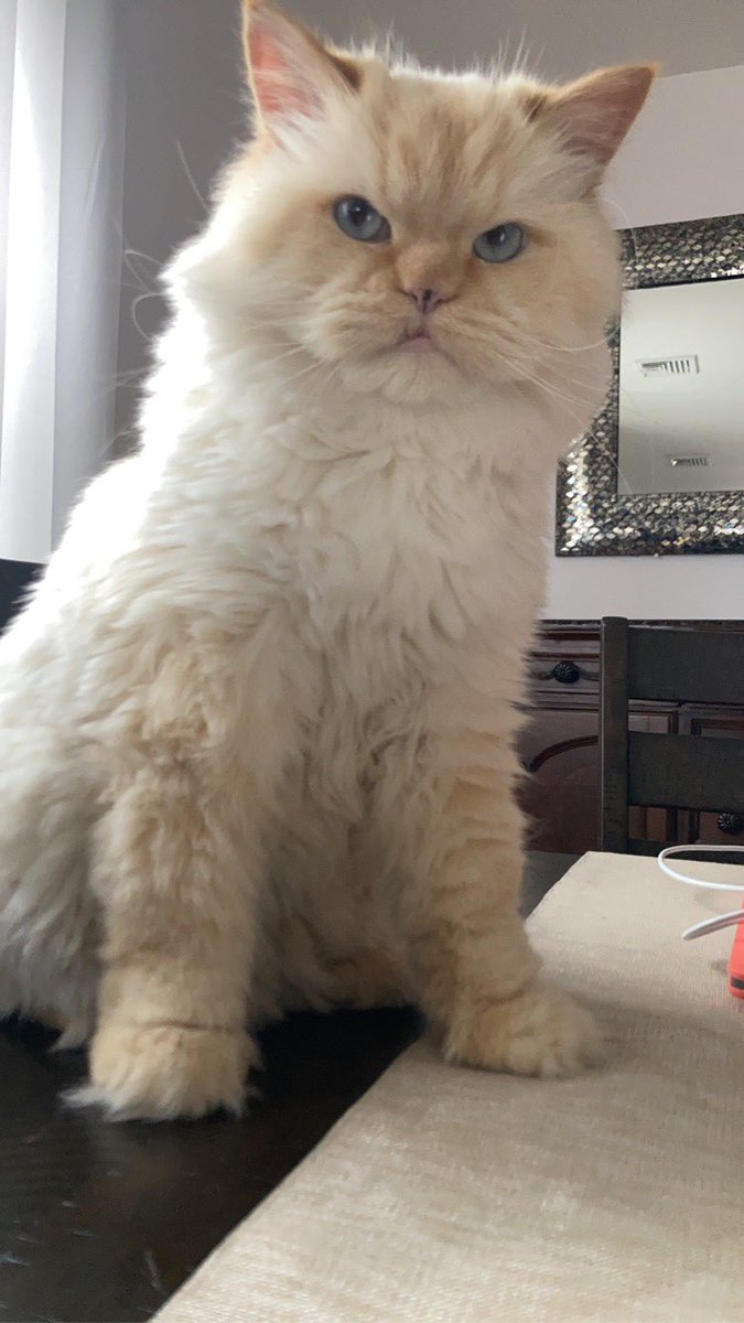 stormithehimmy's tweet photo. Happy whisker Wednesday furrends💙💙💙 https://t.co/KPuwfqbg3G