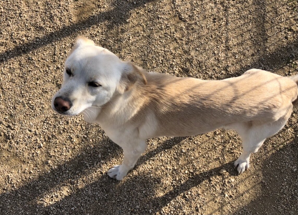 せとうちドッグパーク 一般社団法人せとうち保護犬猫の里 セルフシャンプー のご利用でリピーターの きなこちゃん もなかちゃん がこの日はランにも来てくださいました 緊張した様子もなくしっかり走っていました またお越しくださいませ 岡山 せとうちドッグパーク 一般社団法人せとうち保護犬猫の里 セルフシャンプー のご利用でリピーターの きなこちゃん もなかちゃん がこの日はランにも来てくださいました 緊張した様子もなくしっかり走っていました またお越しくださいませ 岡山