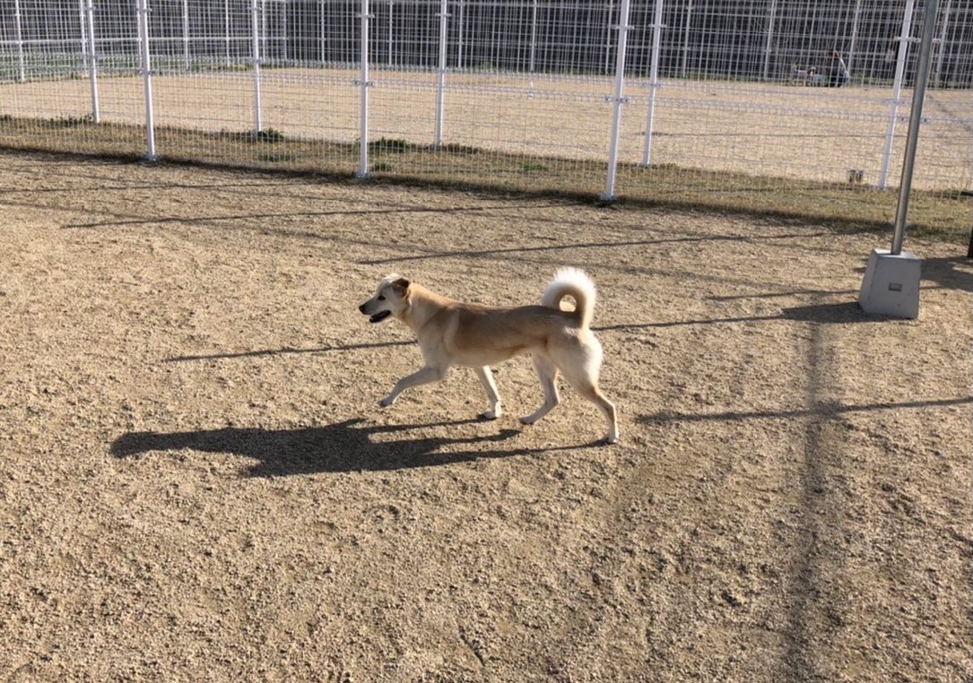 せとうちドッグパーク 一般社団法人せとうち保護犬猫の里 セルフシャンプー のご利用でリピーターの きなこちゃん もなかちゃん がこの日はランにも来てくださいました 緊張した様子もなくしっかり走っていました またお越しくださいませ 岡山 せとうちドッグパーク 一般社団法人せとうち保護犬猫の里 セルフシャンプー のご利用でリピーターの きなこちゃん もなかちゃん がこの日はランにも来てくださいました 緊張した様子もなくしっかり走っていました またお越しくださいませ 岡山
