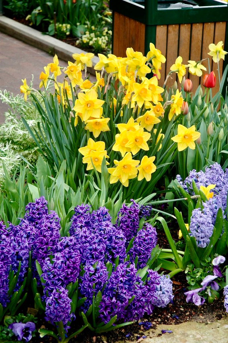 If you want to impress your neighbors plant Large Cup Narcissus 'Fortissimo' it has HUGE 5" flowers of amber-yellow with a slightly frilled, reddish-orange crown. The tall plants naturalize well and don't fall over in heavy rain. It's a beast!
#Flowers #Gardening #Bulbs