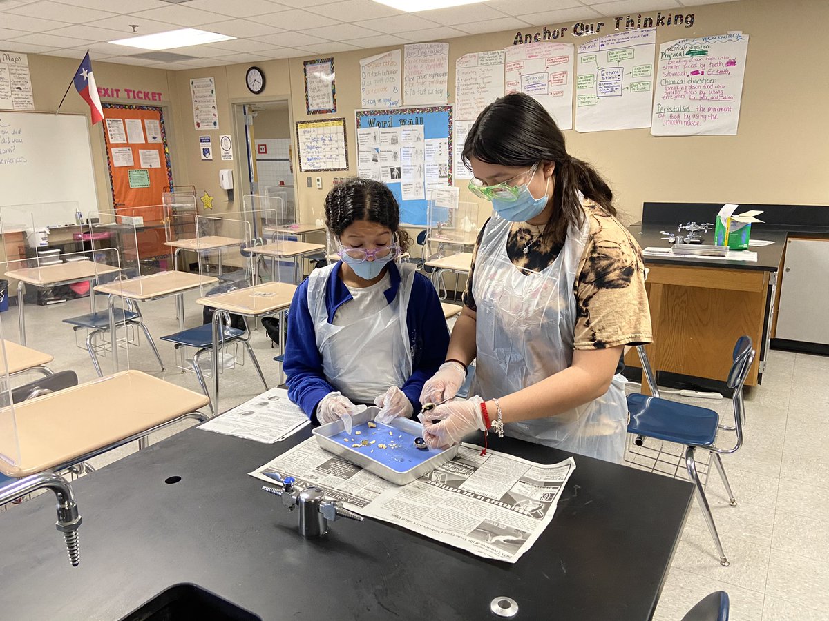 MeredithScience's tweet photo. Today, my #7thgradescience students #dissected a sheep’s eye ball. I dissected a mink. We are currently in our #humanbodysystem unit. I always enjoy this lab because of their curiosity and the high engagement. #bmsisbest @BMS_WSISD @wsisdschools https://t.co/CrGG6N5noO
