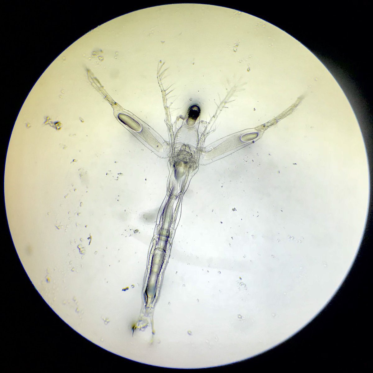 K A Z U O 粒 Kaz 841 Twitter