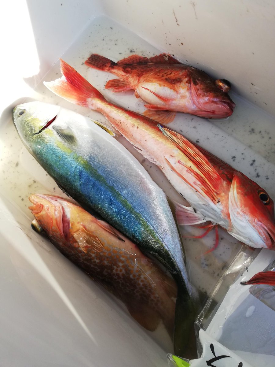 はるぽんヌ 最強のハンターへの道 兵庫県日本海での釣り ハマチ ホウボウ アコウ カサゴ