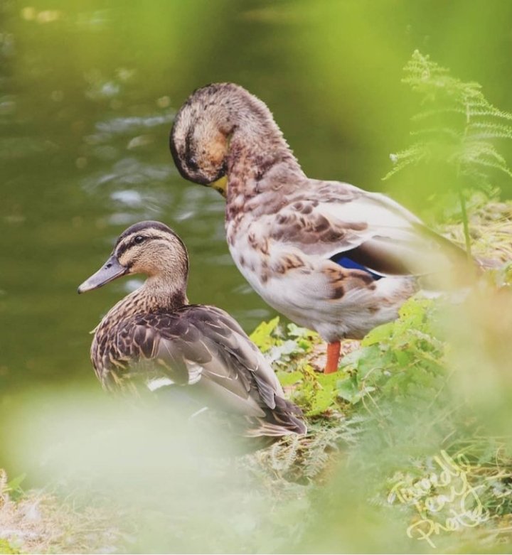 tweedleleaf's tweet photo. Doubles
#photography #photographer #travel #canon #photogram #scenicview #nature #naturephotography #wildlifephotography #wild #wanderlust #nikon #nikonphotography #quarantine #bored #birdphotography #animal #duck #cute #bird https://t.co/Xs0rwM5mbu