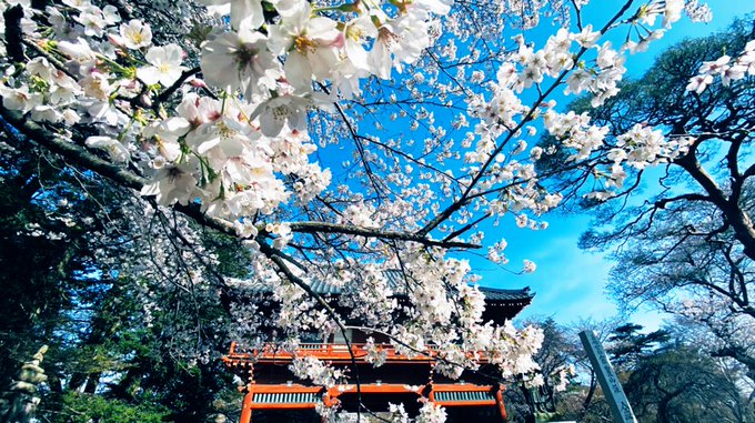 清水公園の桜22 ライトアップや屋台はある 桜祭りや開花状況も