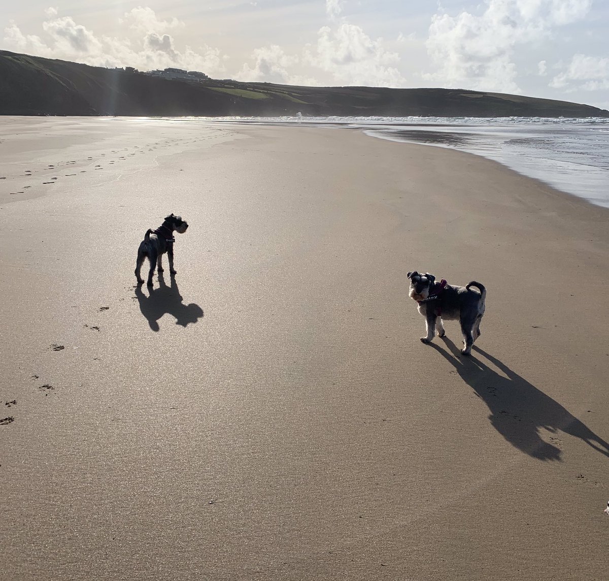 miaschnauzer's tweet photo. @Dawn_French ..... another shockingly dismal day in Cornwall again today!!! https://t.co/h4z8wBllP5