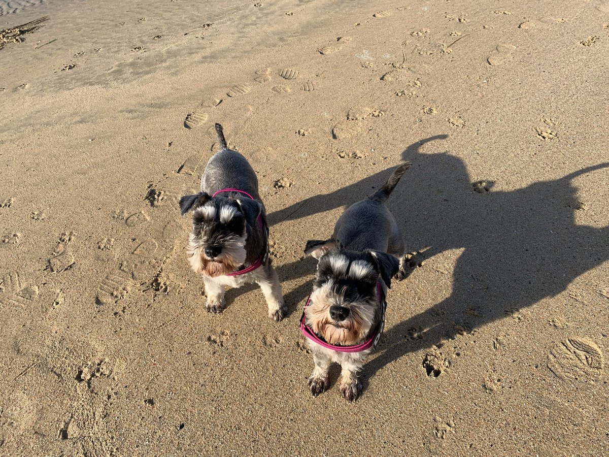 miaschnauzer's tweet photo. @Dawn_French ..... another shockingly dismal day in Cornwall again today!!! https://t.co/h4z8wBllP5