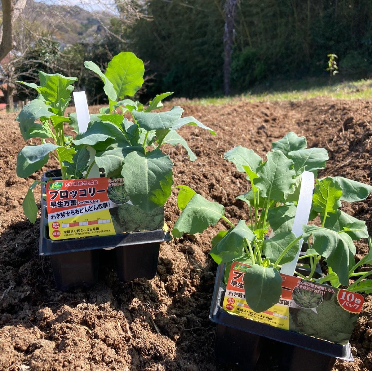 shumi_hatake's tweet photo. お弁当の彩に大活躍のブロッコリー

早生ブロッコリーの苗を定植しました
収穫は梅雨頃かな

https://t.co/FQXe6aMv7H

#しゅみはたけ #葉山 #横須賀 #三浦半島 #yokosuka #hayama #miura #ブロッコリー #畑 #cultivating #馬糞堆肥 #有機野菜 #早生 #定植 https://t.co/kcOOpBEekH