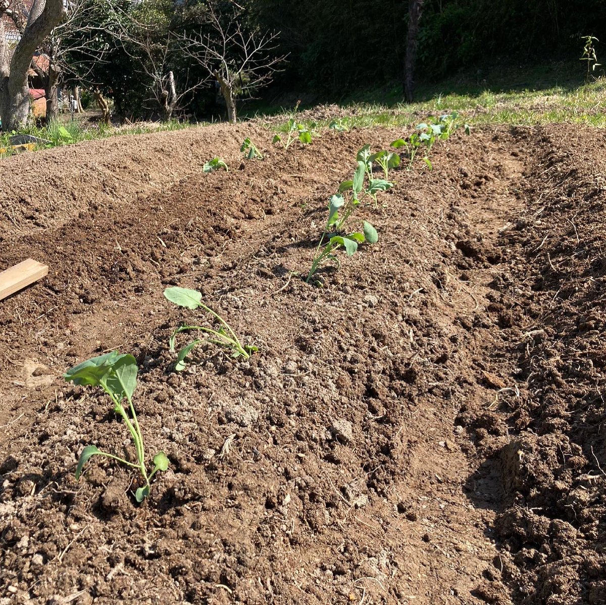 shumi_hatake's tweet photo. お弁当の彩に大活躍のブロッコリー

早生ブロッコリーの苗を定植しました
収穫は梅雨頃かな

https://t.co/FQXe6aMv7H

#しゅみはたけ #葉山 #横須賀 #三浦半島 #yokosuka #hayama #miura #ブロッコリー #畑 #cultivating #馬糞堆肥 #有機野菜 #早生 #定植 https://t.co/kcOOpBEekH