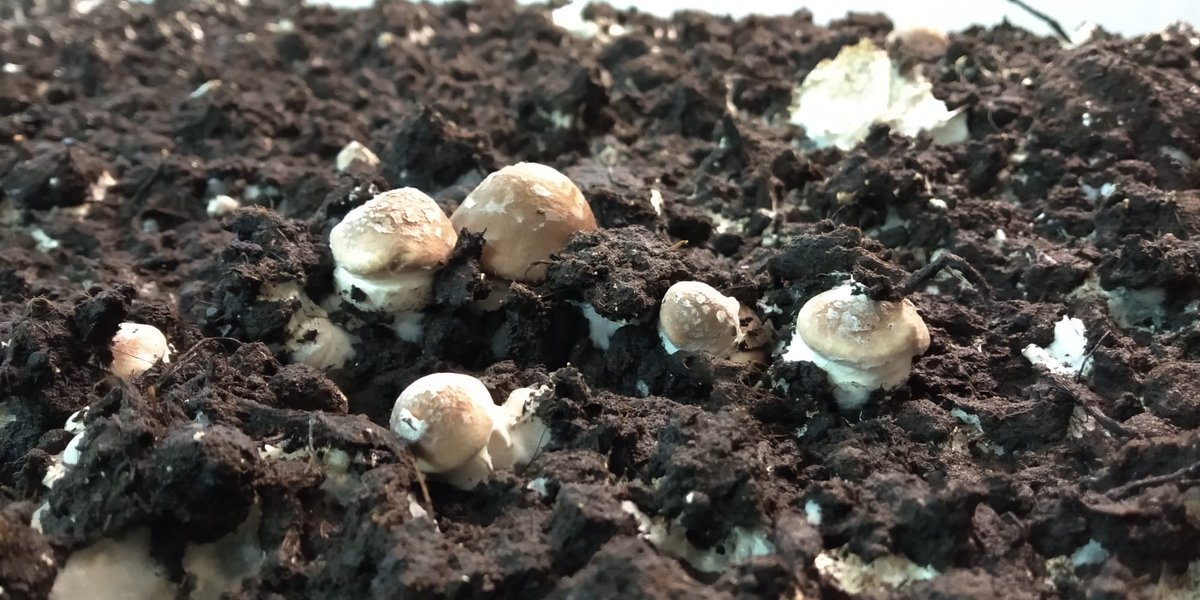 ondacerolarioja's tweet photo. 🟢En la recta final hablamos del #Champiñon y de la investigación @ASOCHAMPRIOJA con Margarita Pérez, directora #CTICH #investigación #biotecnologia
https://t.co/Vth21UfKUc https://t.co/VhfhlXnG2z
