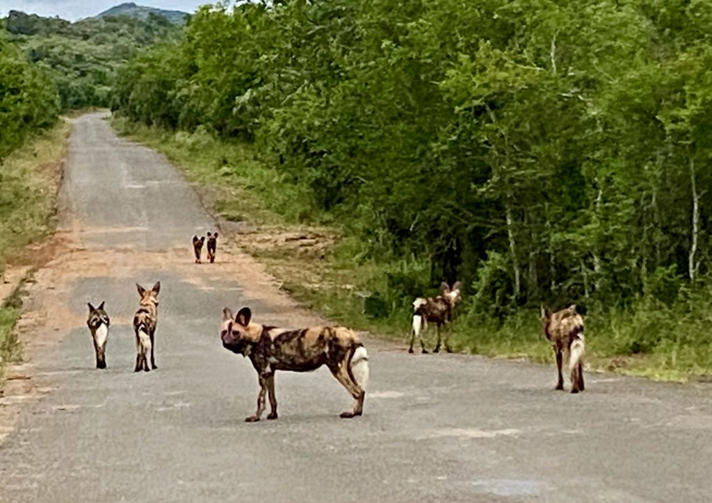 RosieWoodroffe's tweet photo. Collaring animals is all very exciting, but nothing beats knowing they are healthy and hunting the following day, like these seen today by @AndreaFuller06. Thanks to @EZEMVELOKZNWild @wildlifeact @TheEWT @keafonjumbam and the whole #HotDogs team! #TeamWildDog https://t.co/iwvd28Z28g