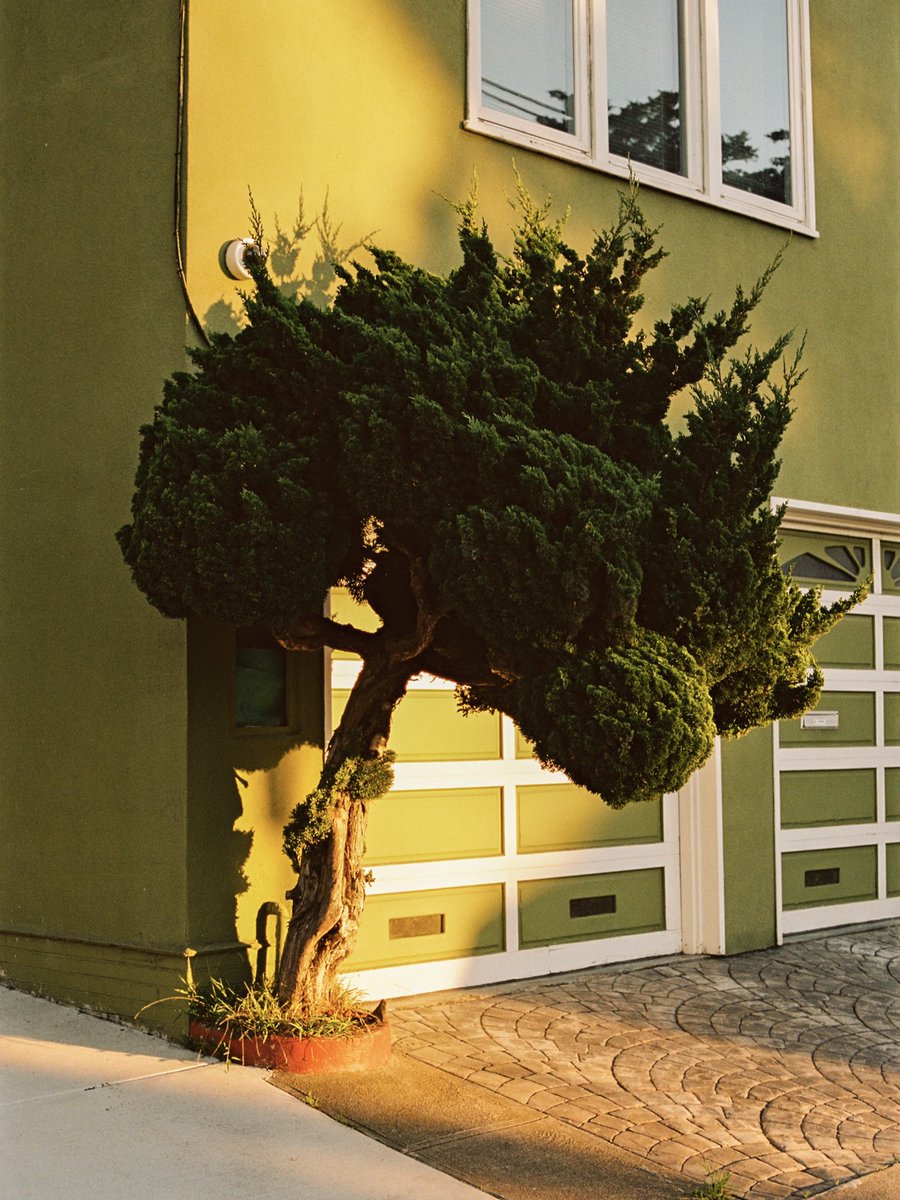 a photographic study of san francisco’s shrubs 🌳
