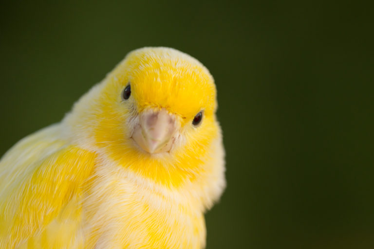 YoanTriste's tweet photo. Un canari : 

Un cannAkhy : https://t.co/CWUkK1Jvqq