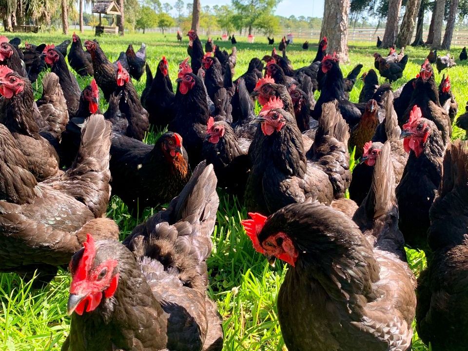 RosyTomorrows's tweet photo. A Chicken in Every Box - https://t.co/8cCMmwCtRt
One 3.5-4.0 lbs Whole Roaster Chicken in our Rosy Goodness boxes. Organically raised and pastured chicken, superior flavor. https://t.co/T5lN3ccP2z