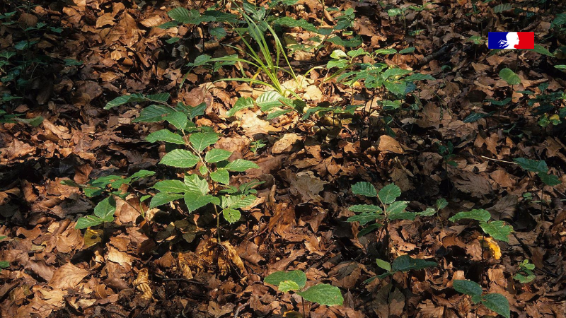 ONF_Officiel's tweet photo. Dans cette analyse, l'#ONF tord le cou aux idées reçues sur les coupes de #bois en #forêt publique. Récoltes stables en forêt domaniale depuis 1995, régénération naturelle, diversité des essences… Des informations essentielles à (re)découvrir :  https://t.co/GgA18qYDW6. https://t.co/Sn7mS3Iawr