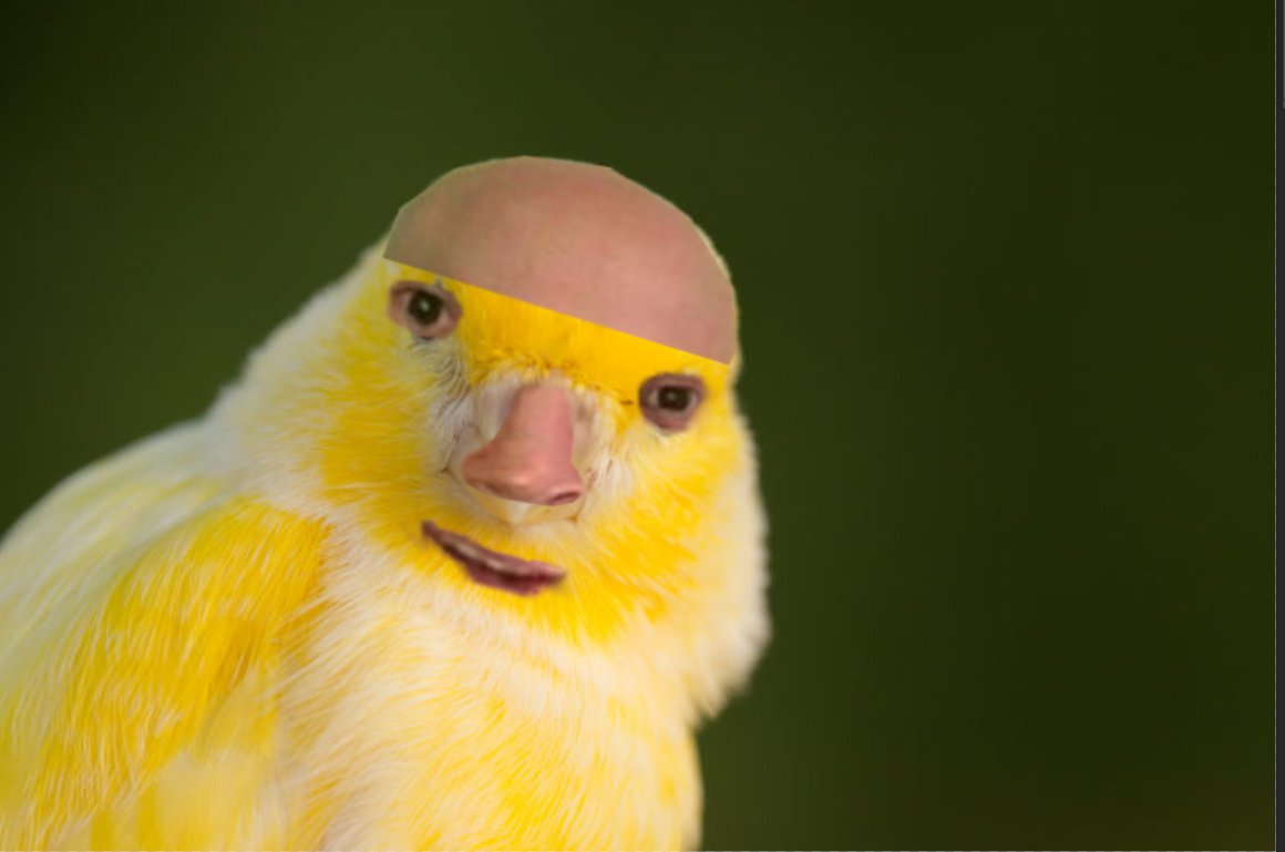 YoanTriste's tweet photo. Un canari : 

Un cannAkhy : https://t.co/CWUkK1Jvqq