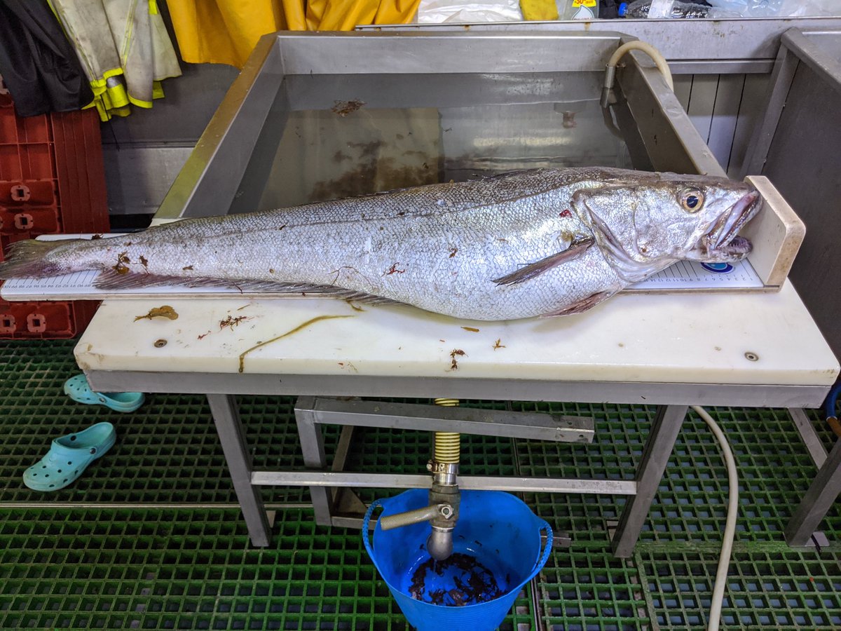 MERVEXgroup_IEO's tweet photo. Today we talk about another method used to evaluate data-poor stock: the Length-based spawning potential ratio #LBSPR method
 
[Photo @GonzalezIrusta: hake captured during Survey DEMERSALES20] https://t.co/vEKyRrrC2x