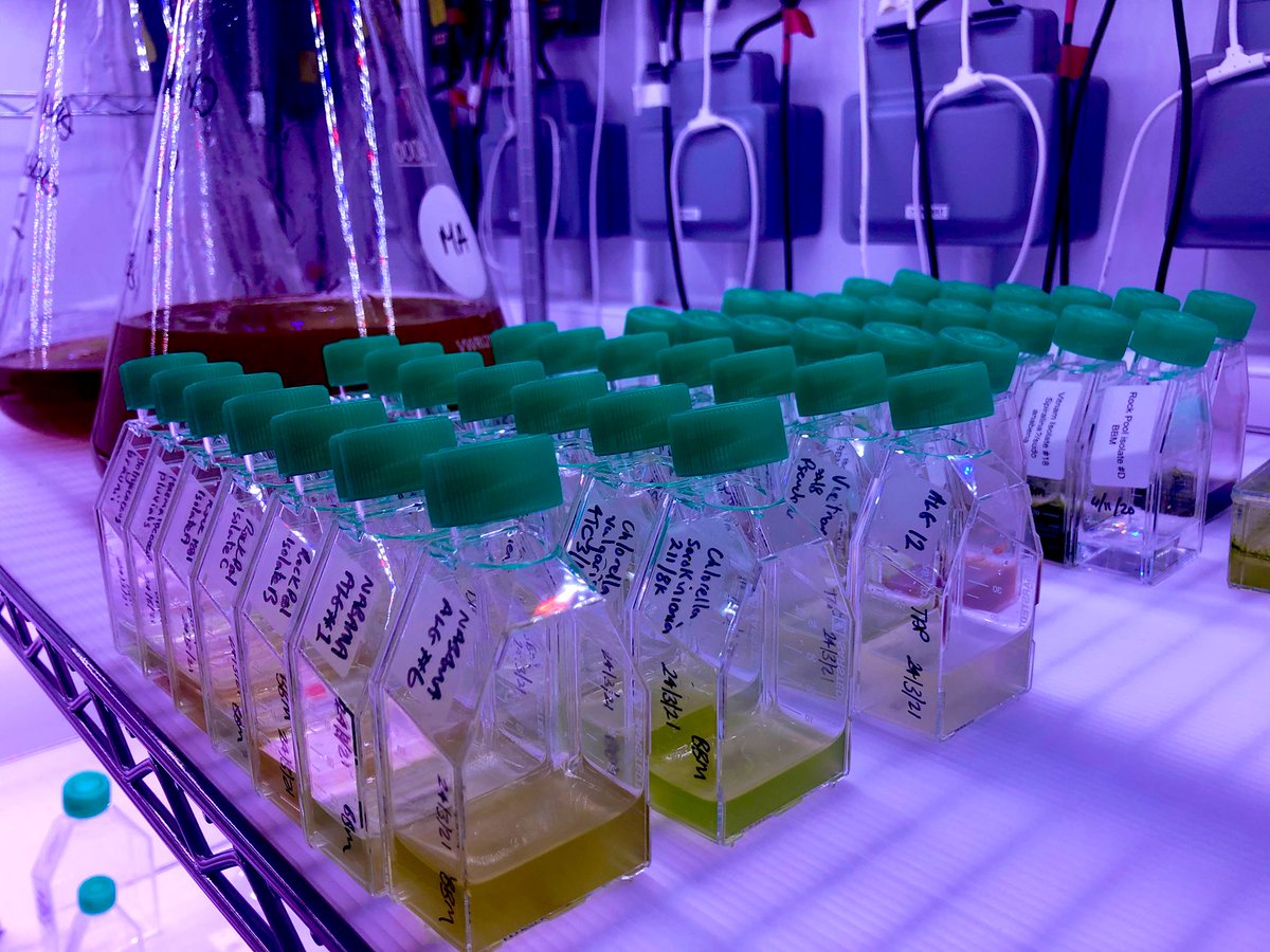 Mike_J_Allen's tweet photo. Popped into @PlymouthMarine today to help out in the lab! First time at the bench for over a year...   subculturing the algae collection. Still got the old skills!!! 💪 https://t.co/DRR6jXGwVk