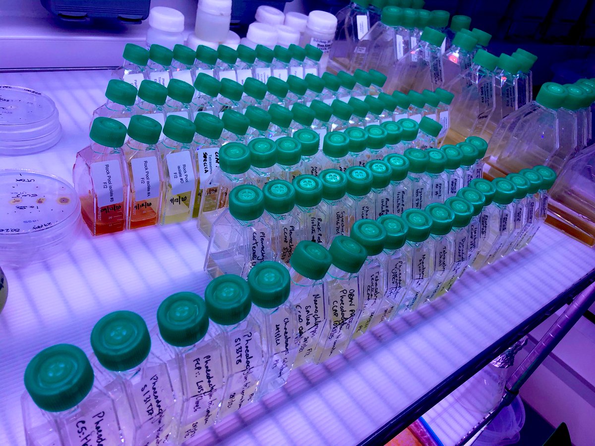Mike_J_Allen's tweet photo. Popped into @PlymouthMarine today to help out in the lab! First time at the bench for over a year...   subculturing the algae collection. Still got the old skills!!! 💪 https://t.co/DRR6jXGwVk