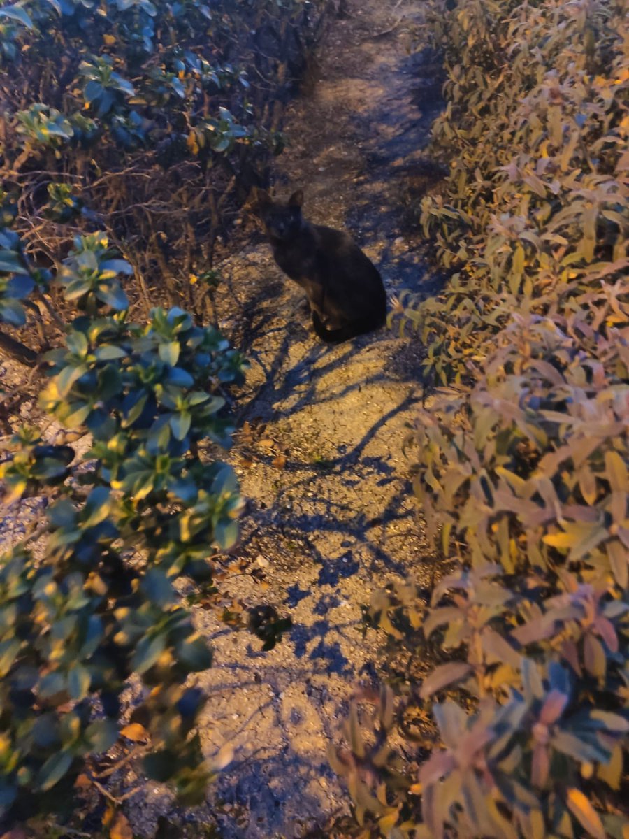 <a href="/LivingValdbebas/">Living in Valdebebas</a> hay un gato en el parque infantil junto a Maria de las Mercedes 228. No parece callejero y se medio acerca. ¿Alguien ha perdido su gato? Gracias por compartir