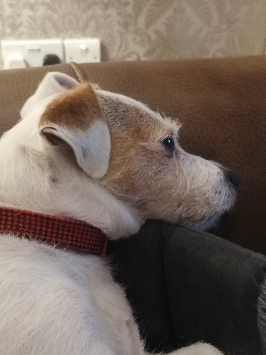 De hoomum az vewy roodly mentioned me getting a ickle fat chunk rownd me neck I iz sow embawassed 🐾 #dogsoftwitter