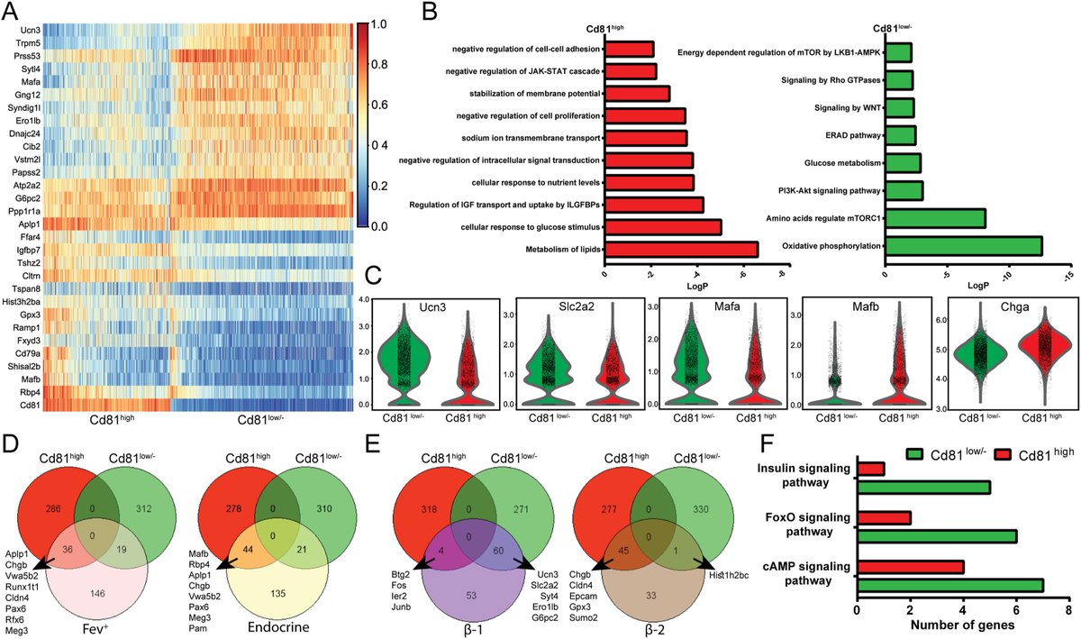 Molecular Metabolism (@molmetab) on Twitter photo CD81 is a novel surface marker of #human #immature, stressed, and dedifferentiated β-cells.
<a href="/CiroSalinno/">Ciro Salinno</a> <a href="/LickertHeiko/">Heiko Lickert</a> <a href="/bakhti_mostafa/">Mostafa Bakhti</a>
<a href="/HelmholtzMunich/">Helmholtz Munich | @HelmholtzMunich</a> <a href="/helmholtz_diabc/">Helmholtz Diabetes Center (HDC)</a> <a href="/DiabResearch/">Deutsches Zentrum für Diabetesforschung (DZD)</a>
➡️sciencedirect.com/science/articl… CD81 is a novel surface marker of #human #immature, stressed, and dedifferentiated β-cells.
<a href="/CiroSalinno/">Ciro Salinno</a> <a href="/LickertHeiko/">Heiko Lickert</a> <a href="/bakhti_mostafa/">Mostafa Bakhti</a>
<a href="/HelmholtzMunich/">Helmholtz Munich | @HelmholtzMunich</a> <a href="/helmholtz_diabc/">Helmholtz Diabetes Center (HDC)</a> <a href="/DiabResearch/">Deutsches Zentrum für Diabetesforschung (DZD)</a>
➡️sciencedirect.com/science/articl…