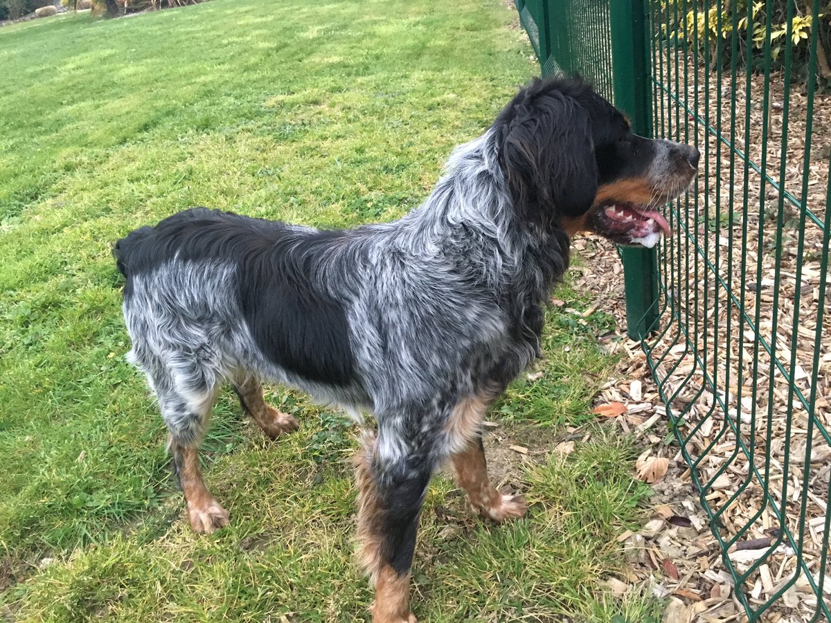 PorcherCarla's tweet photo. Ce chien a été retrouvé dans la soirée à Plouer sur rance, si qqln le reconnaît ou connaît son/sa propriétaire contactez moi :) https://t.co/1UgA5v1kdj