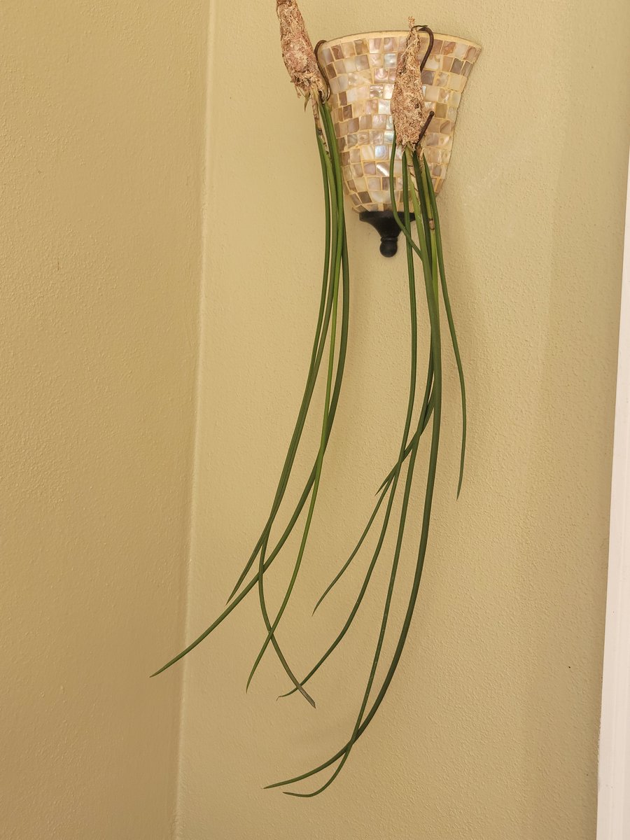 ConnieYurkus's tweet photo. There was loud screaming followed by a very ugly happy dance in my backyard today. I ordered two #Trichocentrum stacyi plants and they are even nicer than advertised. Look at those lovely new growths! #orchids #speciesorchid #happydance https://t.co/VGy1qGjCVF