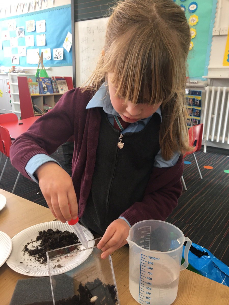 StCharlesGla's tweet image. Primary 1b planted #Beans in clear #CDCases today so they can watch them as they grow. #Biodiversity #PlantingAndGrowing #GrowingVegetables @STEMglasgow