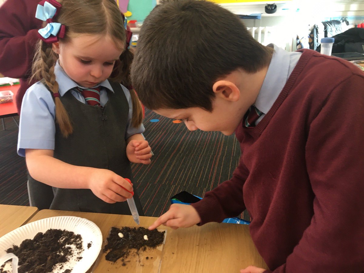 StCharlesGla's tweet image. Primary 1b planted #Beans in clear #CDCases today so they can watch them as they grow. #Biodiversity #PlantingAndGrowing #GrowingVegetables @STEMglasgow