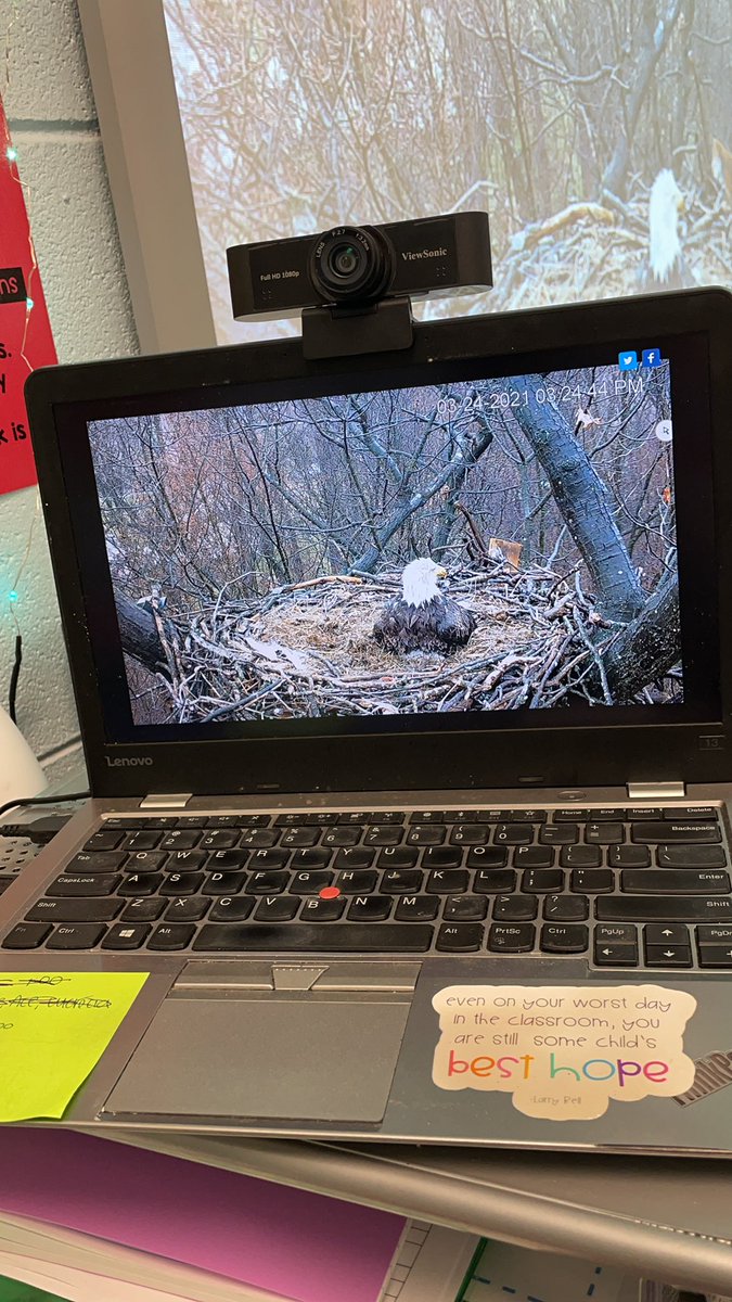 MrsAddison9's tweet photo. We learned about our country’s bird, the bald eagle today. We loved watching the live feed of a bald eagle and its new baby! https://t.co/Frmq3lzrUe