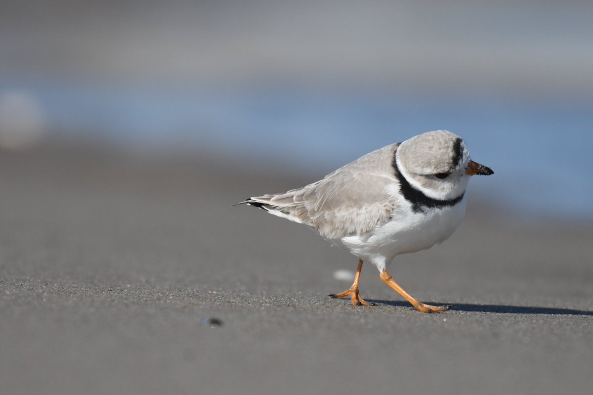 NycPlover's tweet image. First tweet! More news to come about our effort to bring folks, organizations and agencies together that are fighting to protect the Piping Plovers that nest on NYC beaches! So keep your ear to the ground! 😀