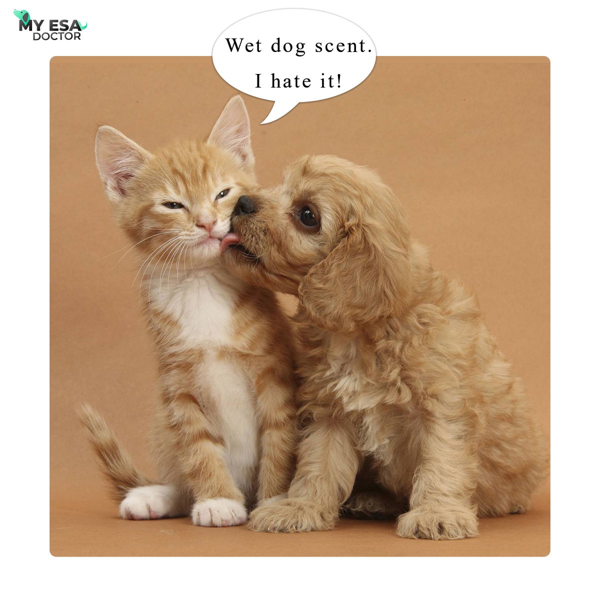 myesadoctor's tweet image. For full story visit our Instagram page

myesadoctor.com

#dogsthathike #hikingdogsofinsta#livelifeoffleash #dogphotography#bestwoof#LiveYourAdventure #CaliforniaDogs #Roamfree #AlwaysAdventuring#travellingwithadog#dogsonadventure