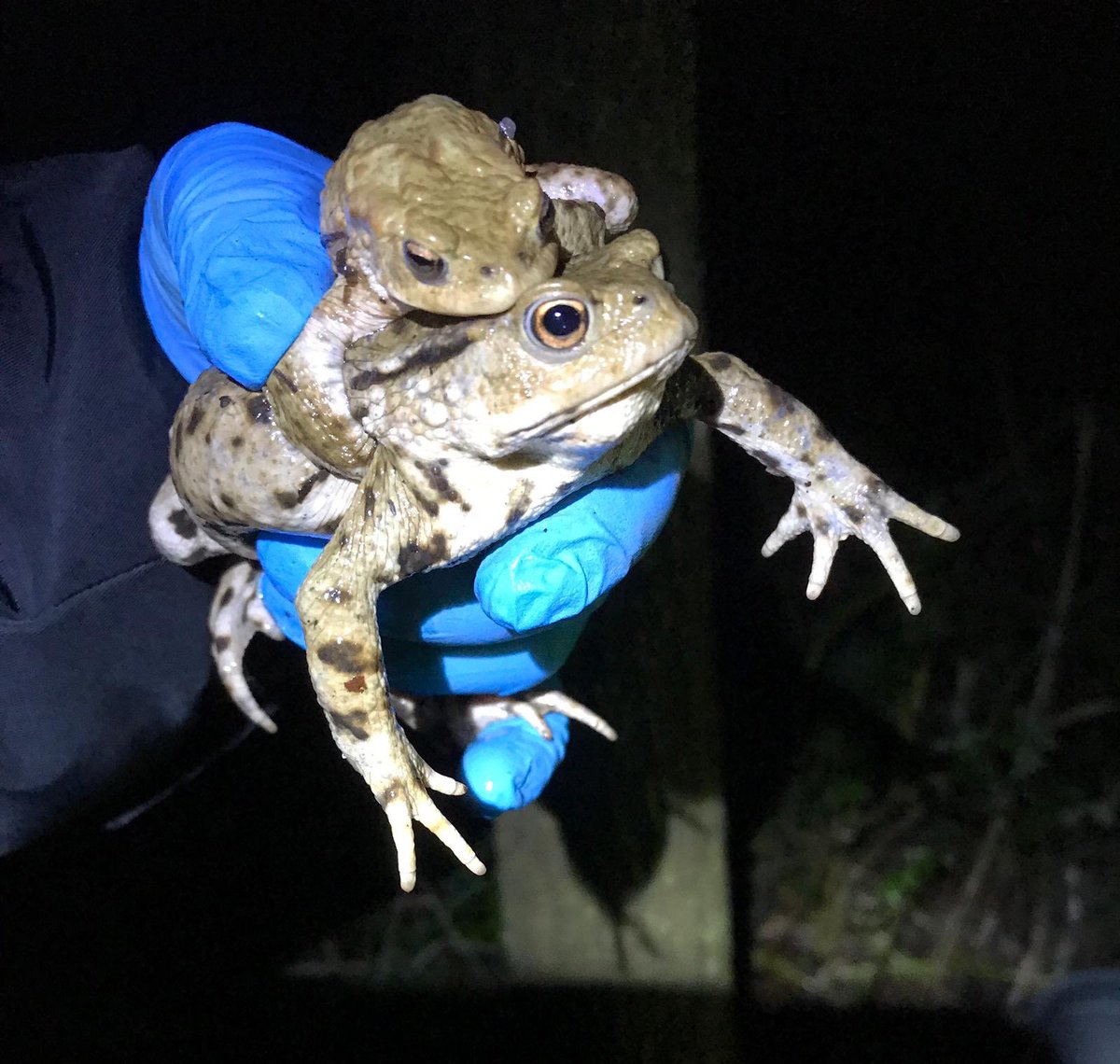 SophieKBoxall's tweet photo. Lovely piece tonight on @BBCSouthNews about @froglifers #volunteer #toad patrol along Hensting Lane, Colden Common. Thank you so much @AnjanaGadgil @JoKentTV, from us and the toads ๐ธ @misswaca81 https://t.co/hPlY9vDxBi