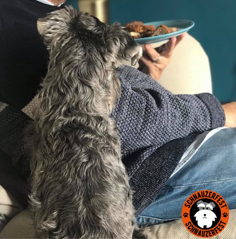 SchnauzerfestUK's tweet photo. Is that for me?
Clara, truly one of life's #mumsofmany
Read why 👉 https://t.co/Hh7UftXXsE https://t.co/dzlERi7Smx