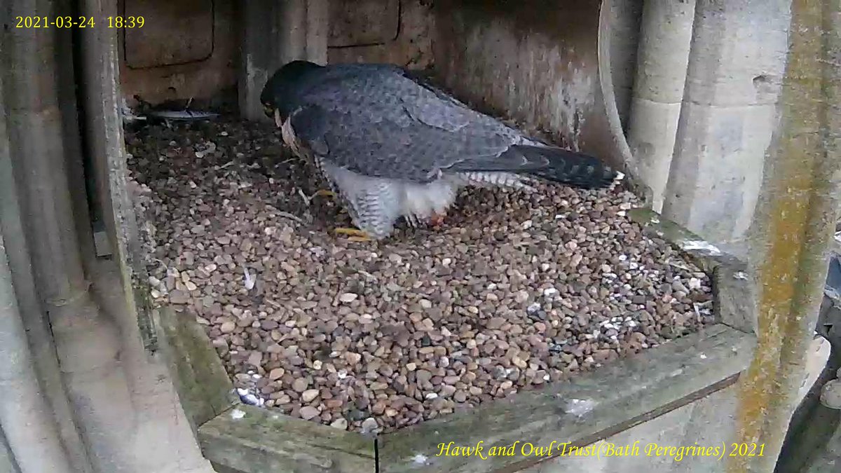BathPeregrines's tweet photo. The Bath falcon laid her first egg of the 2021 season at 18:39 on 24 March. @Hawkandowluk @ICBPNewent @HawkConservancy @stjohnsrcbathuk @BathInsider @BBCSpringwatch https://t.co/sciMOrIokR