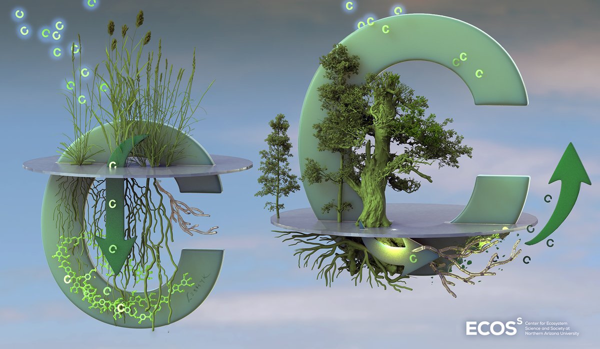 My new #SciArt out today illustrates new research by <a href="/c_terrer/">César Terrer</a> <a href="/BruceHungate/">Bruce Hungate</a> <a href="/EcossNau/">EcossNAU</a> et al in @nature ; under elevated CO2, ecosystems that respond strongly sequester additional C either in aboveground biomass, or belowground soil C