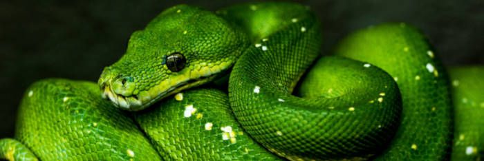 kdnuggets's tweet image. Make sure these Python libraries are in your data science took kit this year. buff.ly/2Qrgbu2