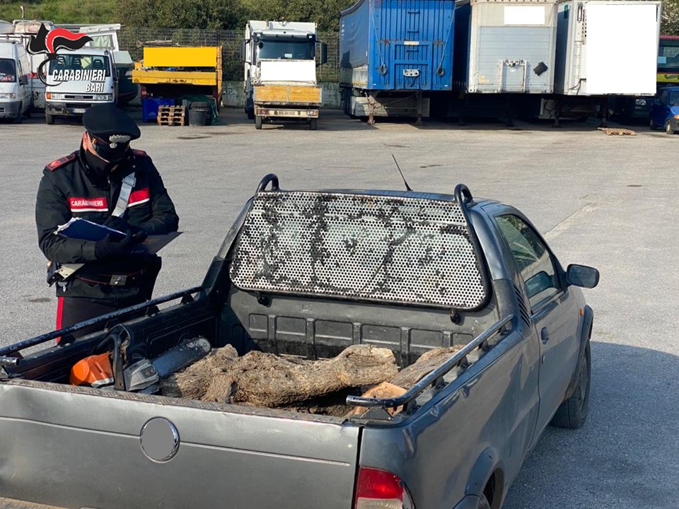 Borderline_24's tweet photo. #Toritto, viaggiavano con un carico di #Legna tagliata nel campo di un privato: denunciati
https://t.co/NopSo91H3H
#Denunce #Puglia https://t.co/gGduB4TNAT
