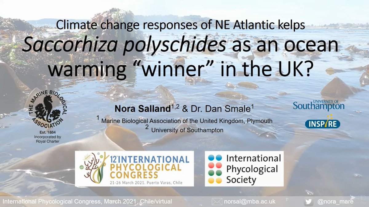 nora_mare's tweet photo. Preliminary results of my S. polyschides survey and some future project plans shown in my poster presentation at the #IPC2021 (Symposium 13: Ocean Global Change) https://t.co/Z0tk96c8ac