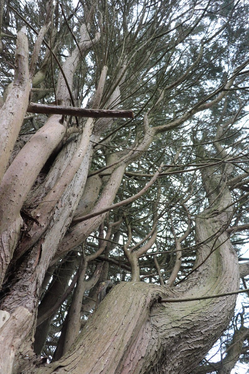 Em_Evergreen's tweet photo. Chunky trunky...
🌲🌲🌲
#trees #LateFor #thicktrunktuesday #garden https://t.co/joWAylZsvJ