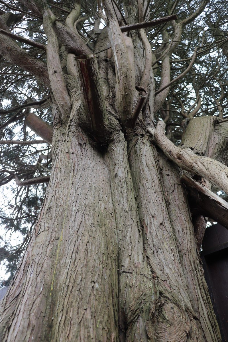 Em_Evergreen's tweet photo. Chunky trunky...
🌲🌲🌲
#trees #LateFor #thicktrunktuesday #garden https://t.co/joWAylZsvJ