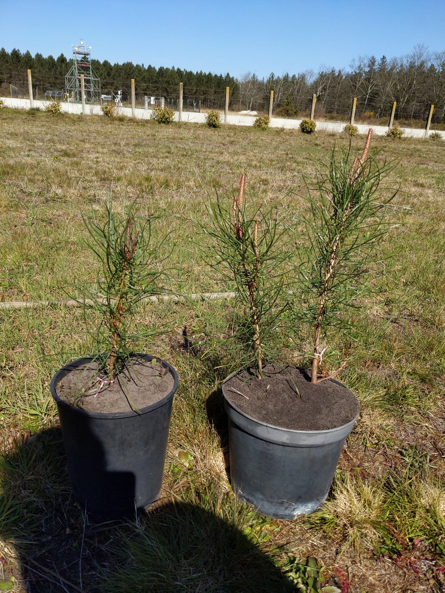 AgatheHurel's tweet photo. Let me introduce you to Claude 🇨🇵, Andrea 🇮🇹 and Dani 🇪🇦 (thanks @BioAida,) 3 maritime pines coming home with me after being raised at @INRAE_BIOGECO for the @GentreeProject. Sad the experiment is over, pretty excited about the results !  #forestTree #localAdaptation #ecology https://t.co/CTItzClrej