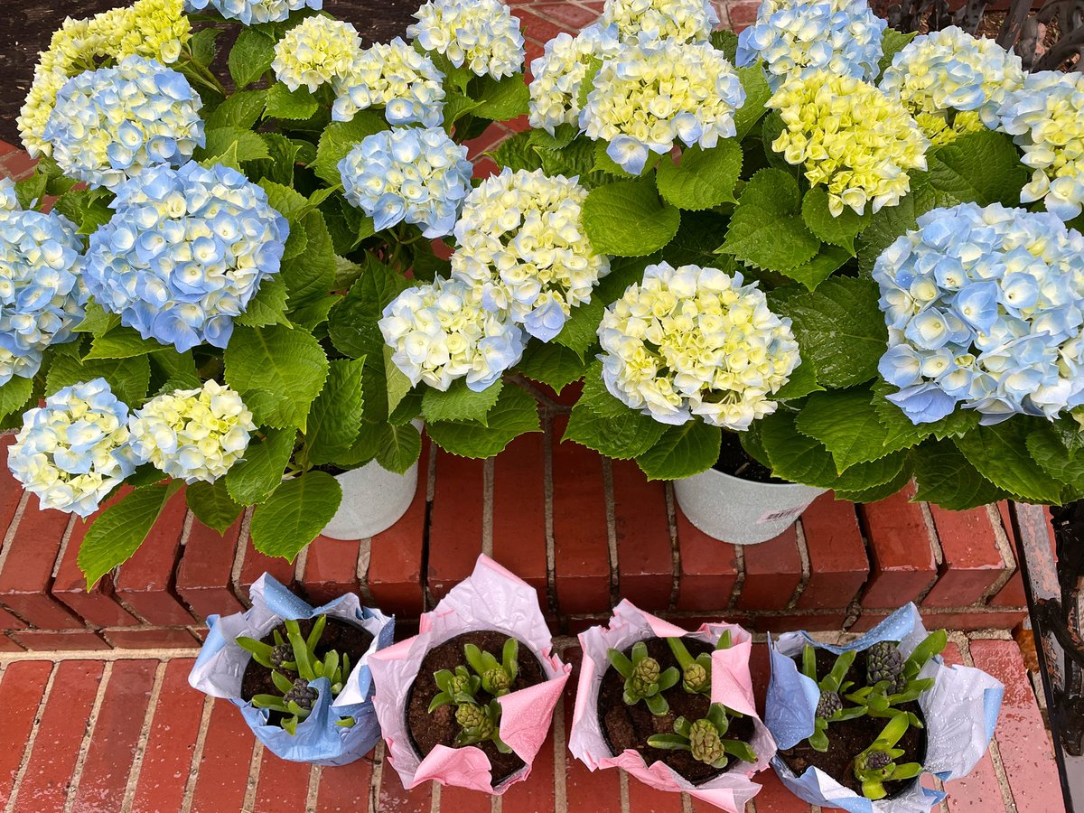 Lucy Yang tweet media