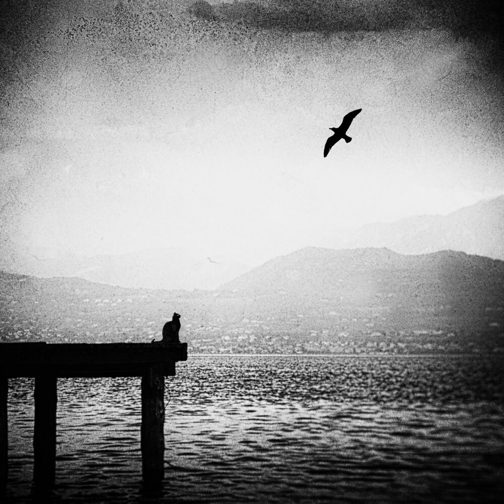 Ando Fuchs'ın kara kedileri 🥰