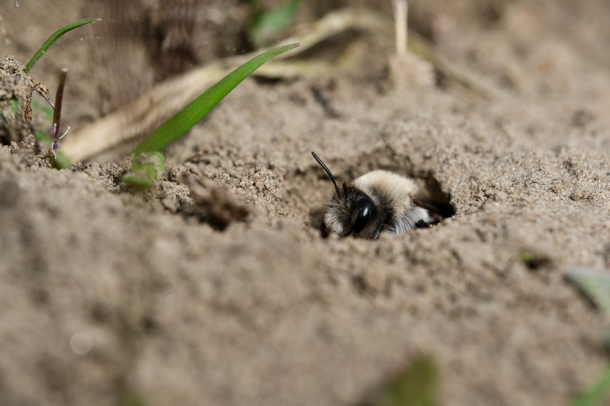 Apis1Apis's tweet photo. Met de zon verschijnen ook de eerste wilde bijen. Grijze zandbijen in dit geval. Ik vind ze schattig #SvdH @ZeeuwsLand @FREE_Nature https://t.co/8ErATghigF