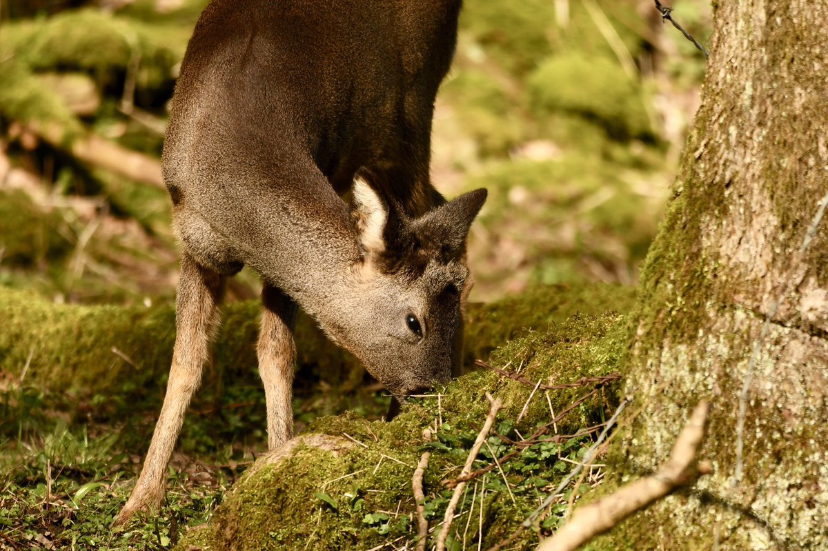 ScienceGeek1313's tweet image. Roe Deer early one morning @NorthPennAONB @Mammal_Society @MammalWeb @durhamwildlife